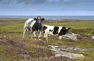 Beef Prints: Domestic Cattle, cow and calf, standing on coastal moorland with flowering heather