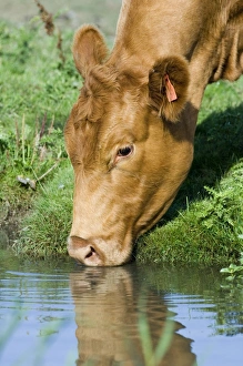 Drainage Prints: Domestic Cattle, cow, close-up of head