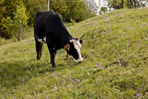 Rumania Prints: Domestic Cattle, cow grazing in pasture