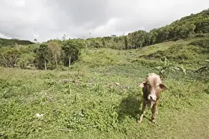 Clearance Prints: Domestic Cattle, cow standing in slash and burn forest clearance