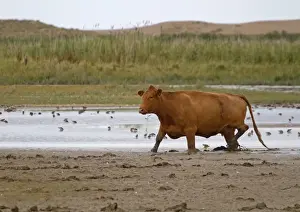 Wildlife Trust Prints: Domestic Cattle, cow, walking on mud at edge of water with waders