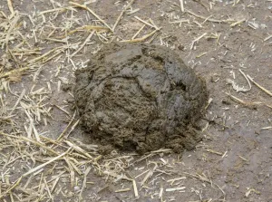Muck Prints: Domestic Cattle, cowpat on dairy farm, Warwickshire, England, November