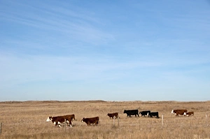 Prairie Prints: Domestic Cattle, cows with calves, beef herd on prairie, Southern Alberta, Canada, october