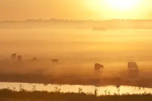 Mood Prints: Domestic Cattle, cows and calves