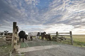 Domestic Cattle, cows with calves, herd standing beside cattle grid on grazing marsh at sunrise, Elmley Marshes N. N. R. North Kent Marshes, Isle of Sheppey, Kent, England, july