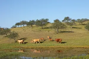 Algarve Prints: Domestic Cattle, cows with calves