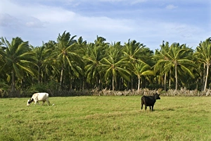 Domestic Cattle, cows grazing in pasture, beside Coconut Palm (Cocos nucifera) plantation, Kanyakumari, Tamil Nadu, India