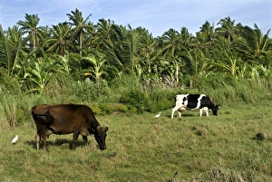 Domestic Cattle, cows grazing in pasture, beside Coconut Palm (Cocos nucifera) plantation, Kanyakumari, Tamil Nadu