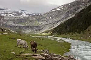 Ungulates Prints: Domestic Cattle, cows grazing beside river in high glaciated valley habitat, Ordesa N. P