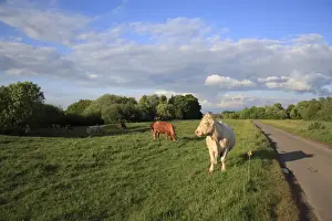 Domestic Cattle, cows, herd grazing beside electric fence in roadside pasture of commonland reserve, Mellis Common, Mellis, Suffolk, England, may
