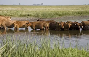 Pests Prints: Domestic Cattle, cows, herd standing in water to avoid being bitten by flies