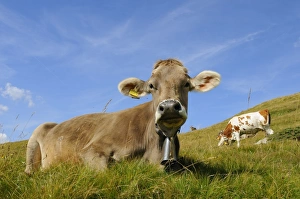 Laying Prints: Domestic Cattle, cows, wearing bells
