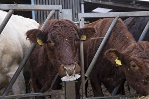 Ring Prints: Domestic Cattle, crossbred beef suckler cow