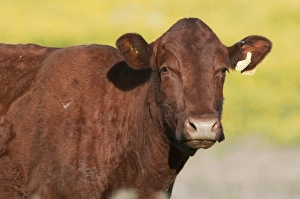Crossbreeds Prints: Domestic Cattle, crossbreed cow