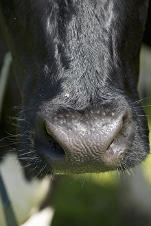 Details Prints: Domestic Cattle, dairy cow, close-up of nose, Sweden, june