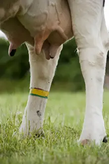 Marker Prints: Domestic Cattle, dairy cow, close-up of udder and leg with marker