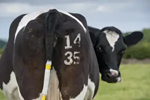 Numbers Prints: Domestic Cattle, dairy cow, with identification number freeze branded on rear and tags on tail
