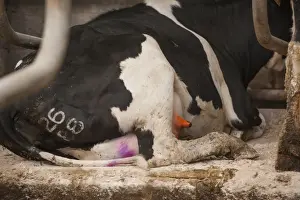 Indoor Prints: Domestic Cattle, dairy cow, with udder dipped with coloured teat dip after milking