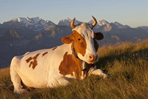 Laying Prints: Domestic Cattle, dairy cow, wearing cowbell