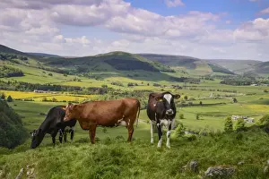 Graze Prints: Domestic Cattle, dairy cows, grazing on hillside overlooking valley farmland