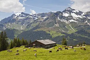 Country Side Prints: Domestic Cattle, dairy cows, herd grazing on high summer pasture beside barn
