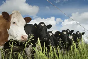 Fence Prints: Domestic Cattle, dairy cows, herd grazing in pasture behind electric fence