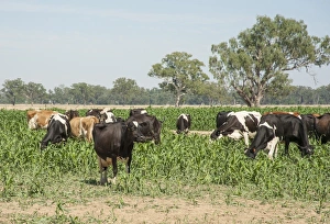 Ungulates Prints: Domestic Cattle, dairy cows, herd grazing on sorghum