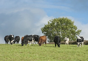 Cows Prints: Domestic Cattle, dairy heifers