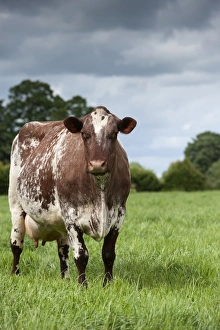 Domestic Cattle, Dairy Shorthorn cow, standing in pasture, Cumbria, England, June
