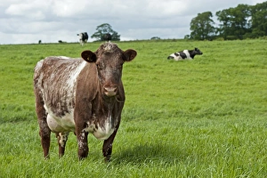 Domestic Cattle, Dairy Shorthorn cow, standing in pasture, Cumbria, England, June