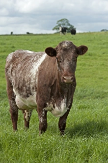 Domestic Cattle, Dairy Shorthorn cow, standing in pasture, Cumbria, England, June