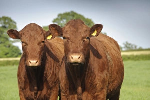Domestic Cattle, Devon cross beef cattle, two standing in pasture, Rosamond and Perkins Village, Devon, England, may