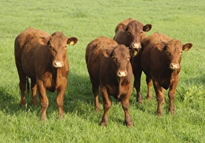 Crossbreeds Prints: Domestic Cattle, Devon cross beef cattle