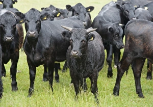 Domestic Cattle, Dexter beef herd, standing in pasture, Bradford, West Yorkshire, England, july