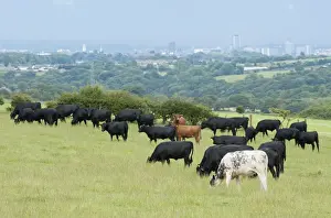 Encroaches Prints: Domestic Cattle, Dexter, British Blue and Aberdeen Angus beef herd