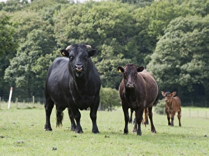 Father Prints: Domestic Cattle, Dexter bull, cow and calf