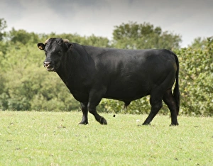 Irish Breed Prints: Domestic Cattle, Dexter bull, walking in pasture, Bradford, West Yorkshire, England, july