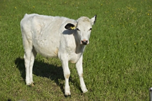Domestic Cattle, Fjaell (Swedish Mountain), calf, with ear tag, standing in pasture, Sweden, may