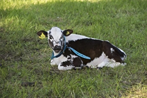 Domestic Cattle, Fjaell (Swedish Mountain), calf, with collar and ear tags, resting in pasture, Sweden, may