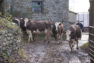Crossbreed Prints: Domestic Cattle, Fleckvieh crossbreed cows