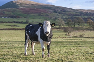 Crossbreed Prints: Domestic Cattle, Fleckvieh crossbreed heifer