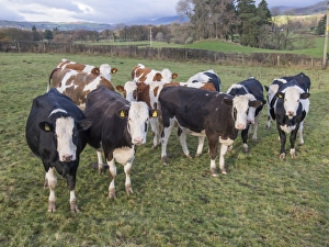 Crossbreed Prints: Domestic Cattle, Fleckvieh crossbreed heifers