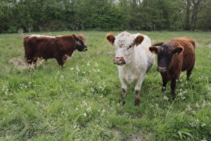 Heifers Prints: Domestic Cattle, Galloway bull