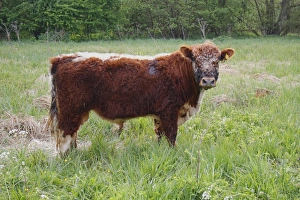 Protects Prints: Domestic Cattle, Galloway bull