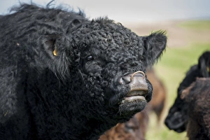 Domestic Cattle, Galloway bull, close-up of head, in flehmen, Bride, Isle of Man, August