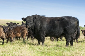 Father Prints: Domestic Cattle, Galloway bull with cows and calves