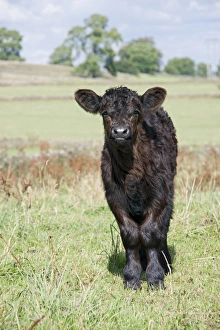 Ungulates Prints: Domestic Cattle, Galloway calf, standing in pasture, England, August