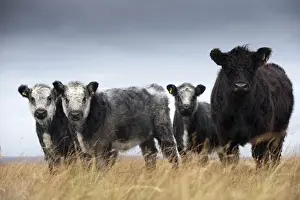 Youngstock Prints: Domestic Cattle, Galloway cow with Galloway x Whitebred Shorthorn blue-grey calves