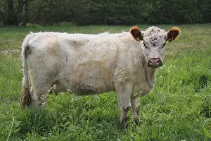 Galloway Prints: Domestic Cattle, Galloway cow, standing in watermeadow pasture