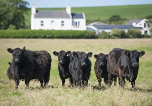 Bride Prints: Domestic Cattle, Galloway cows, herd standing in pasture, Bride, Isle of Man, August